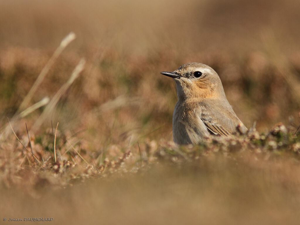 Traquet motteux, identification