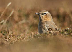 Northern Wheatear