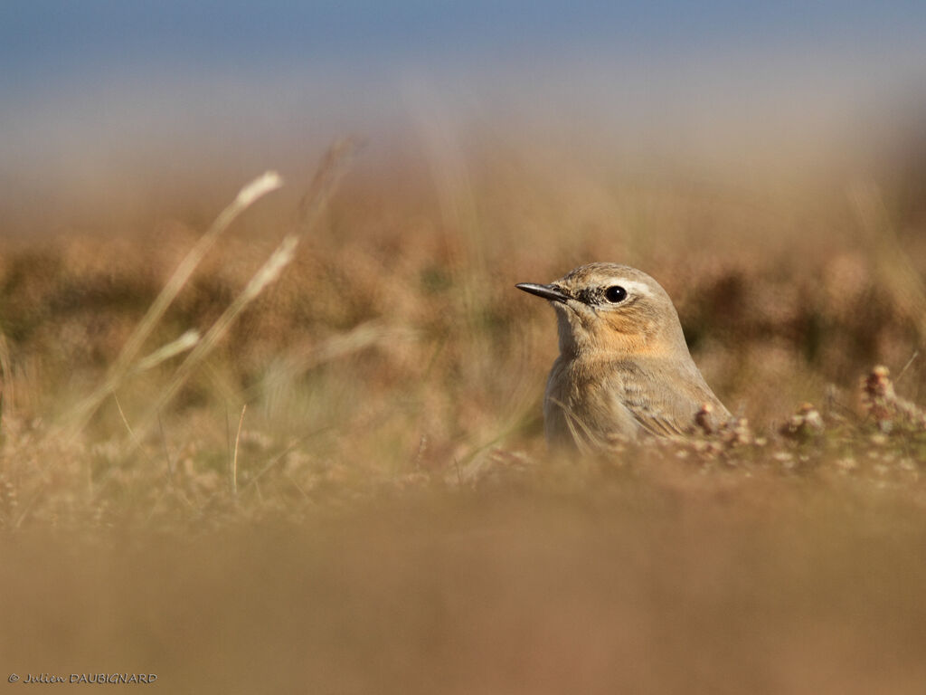 Northern Wheatear, identification