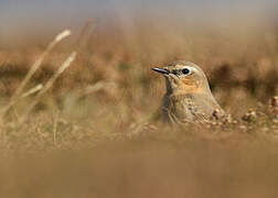 Northern Wheatear