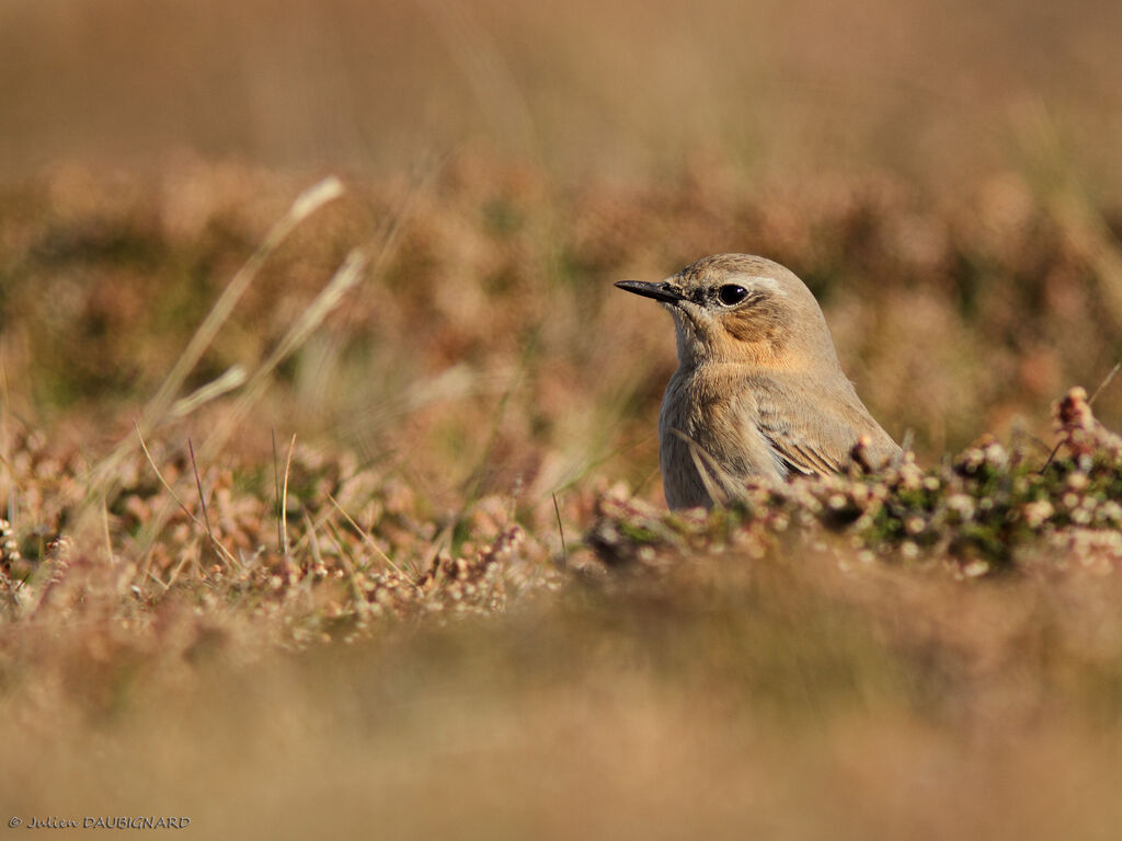 Northern Wheatear, identification