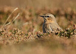 Northern Wheatear