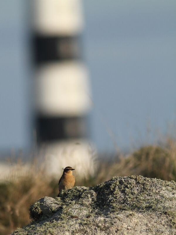 Northern Wheatear