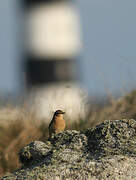 Northern Wheatear