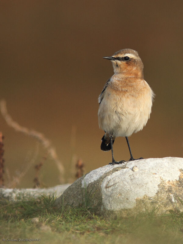 Northern Wheatear, identification