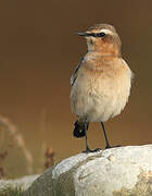 Northern Wheatear