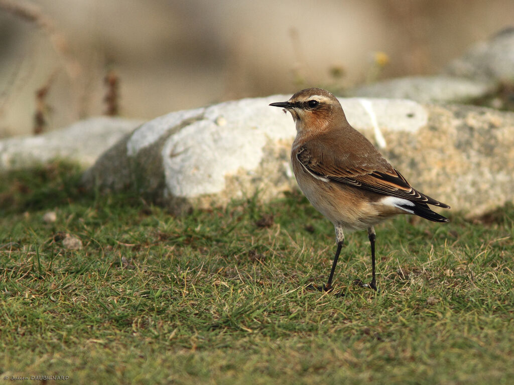 Traquet motteux, identification