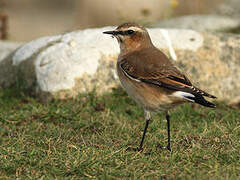 Northern Wheatear