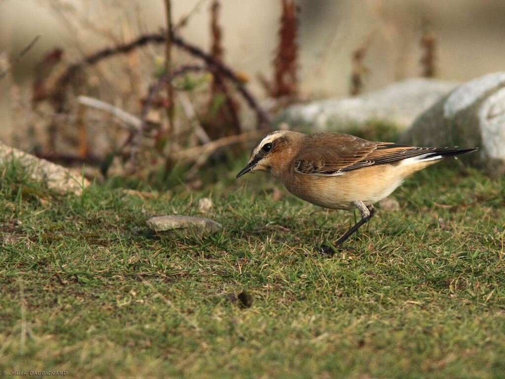 Traquet motteux, identification