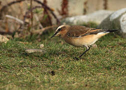 Northern Wheatear