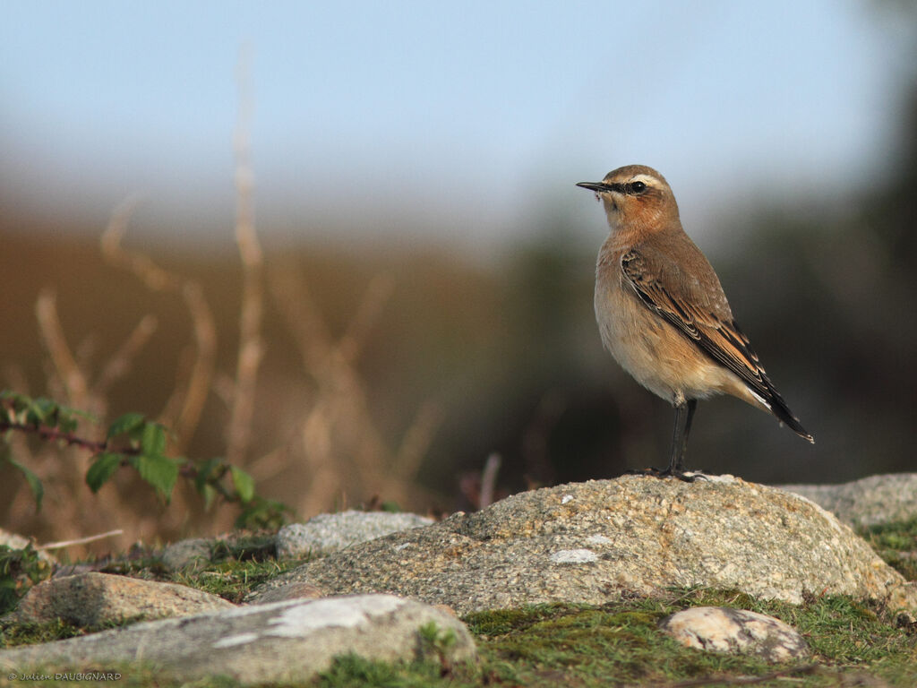 Northern Wheatear, identification