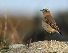 Northern Wheatear