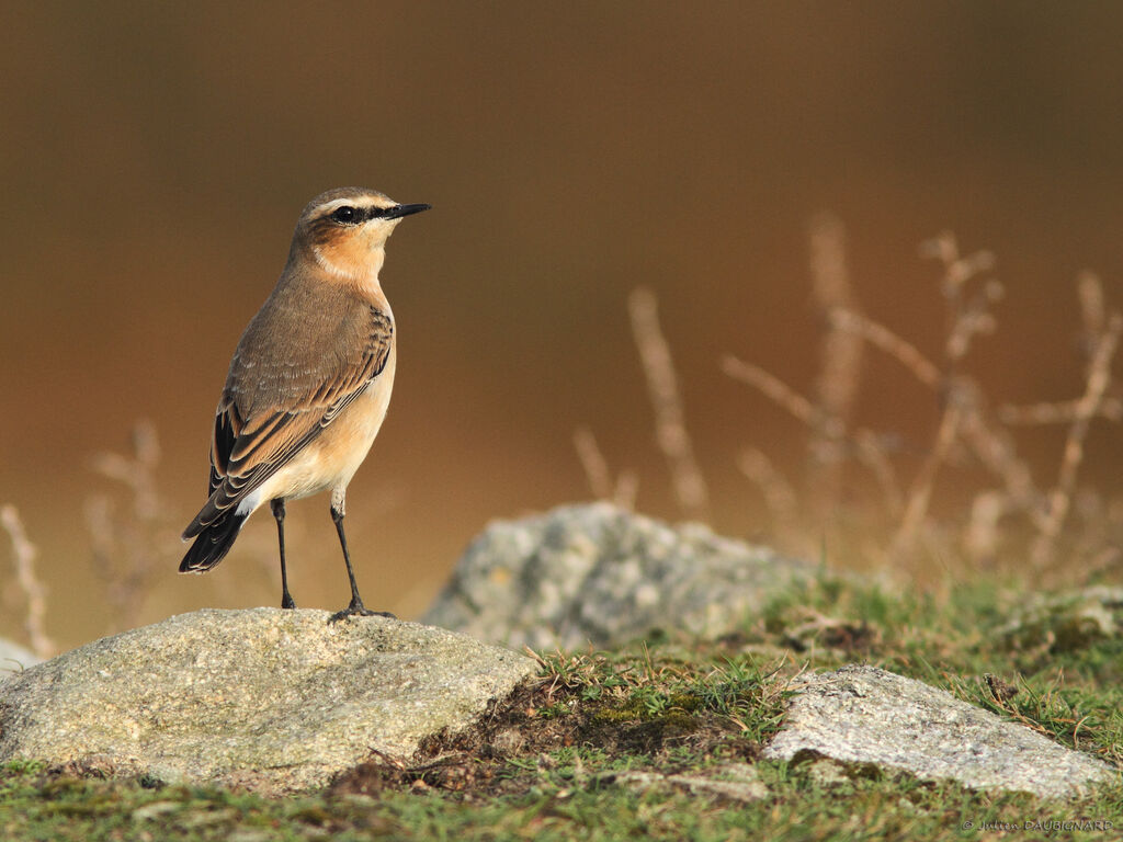 Northern Wheatear, identification