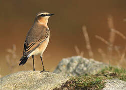 Northern Wheatear