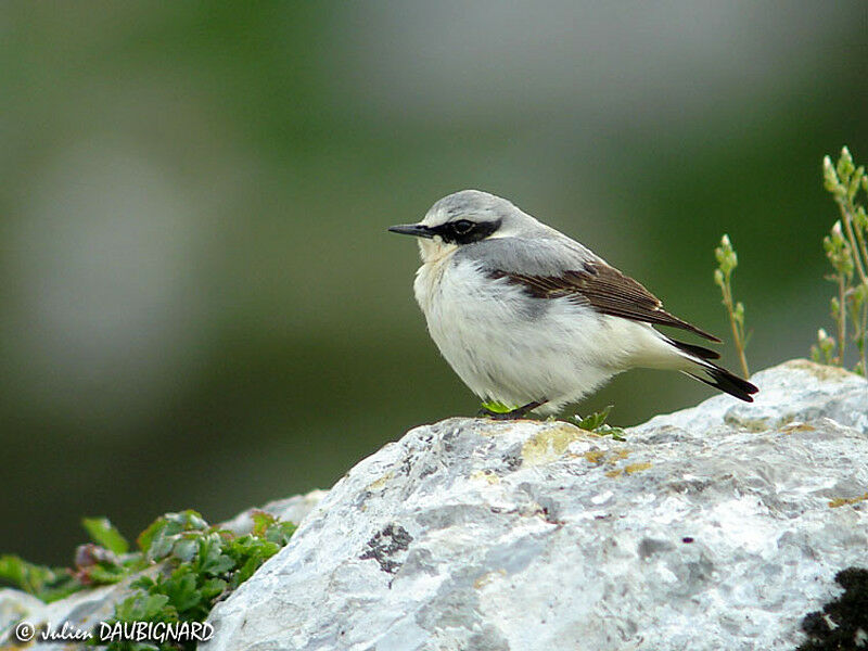 Northern Wheatear male