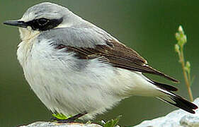 Northern Wheatear