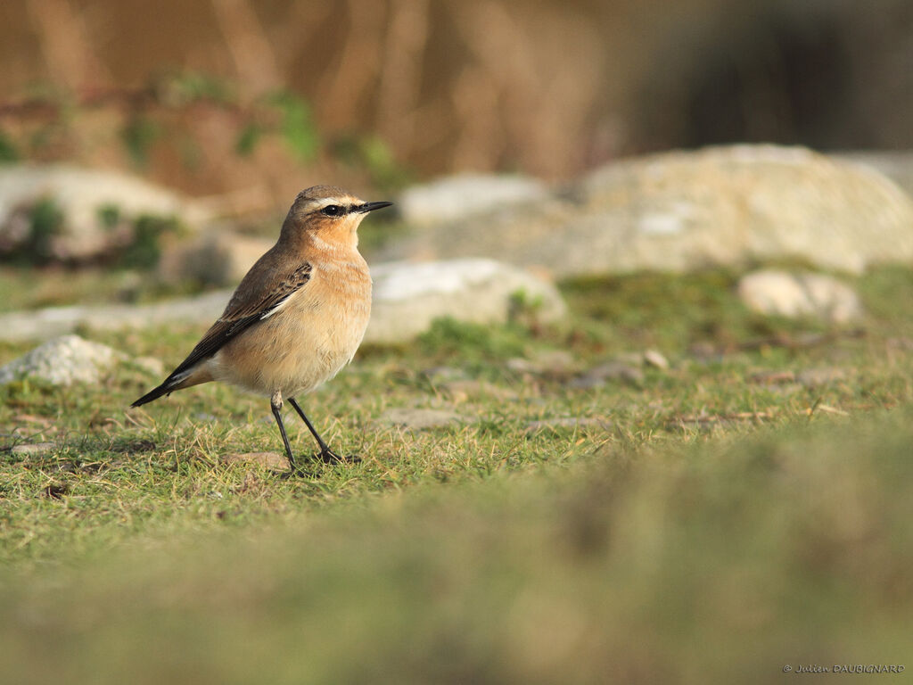 Northern Wheatear, identification