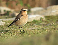 Northern Wheatear