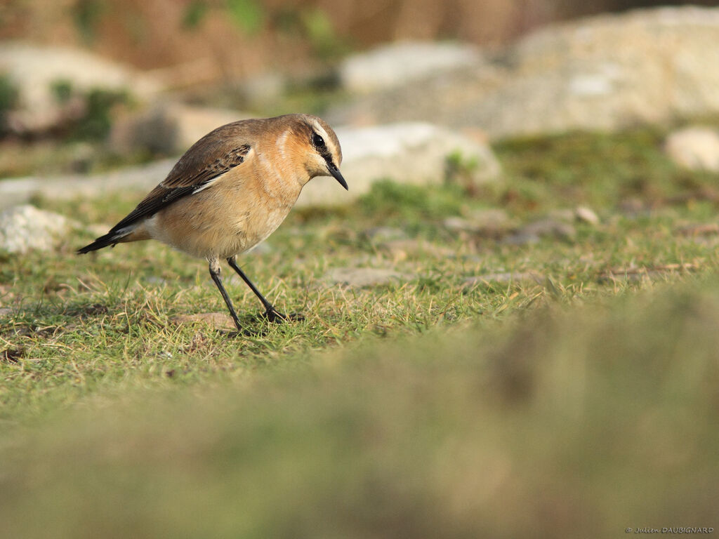 Traquet motteux, identification