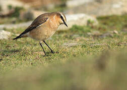 Northern Wheatear