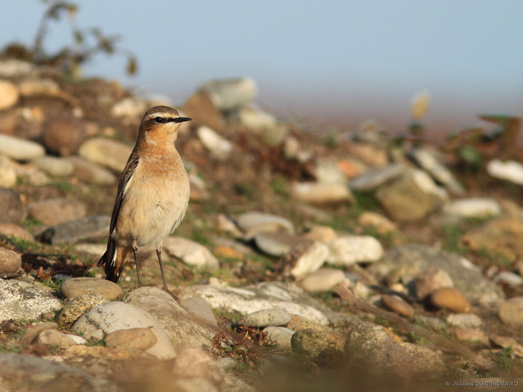 Northern Wheatear, identification