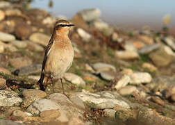 Northern Wheatear