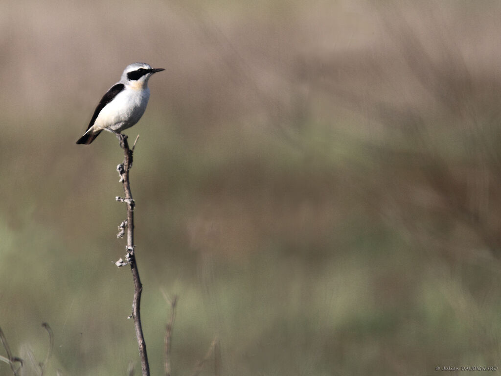 Northern Wheatear male adult, identification