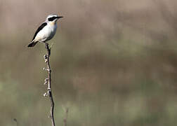 Northern Wheatear