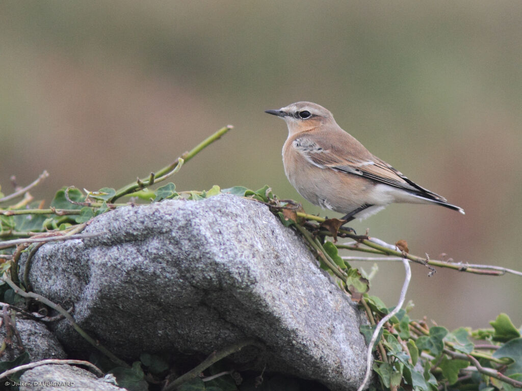 Northern Wheatear, identification