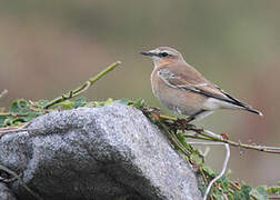 Northern Wheatear