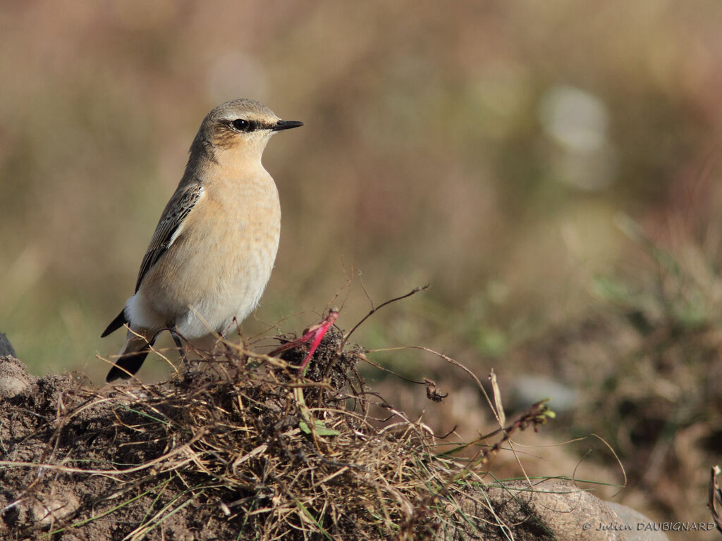 Northern Wheatear, identification