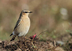 Northern Wheatear