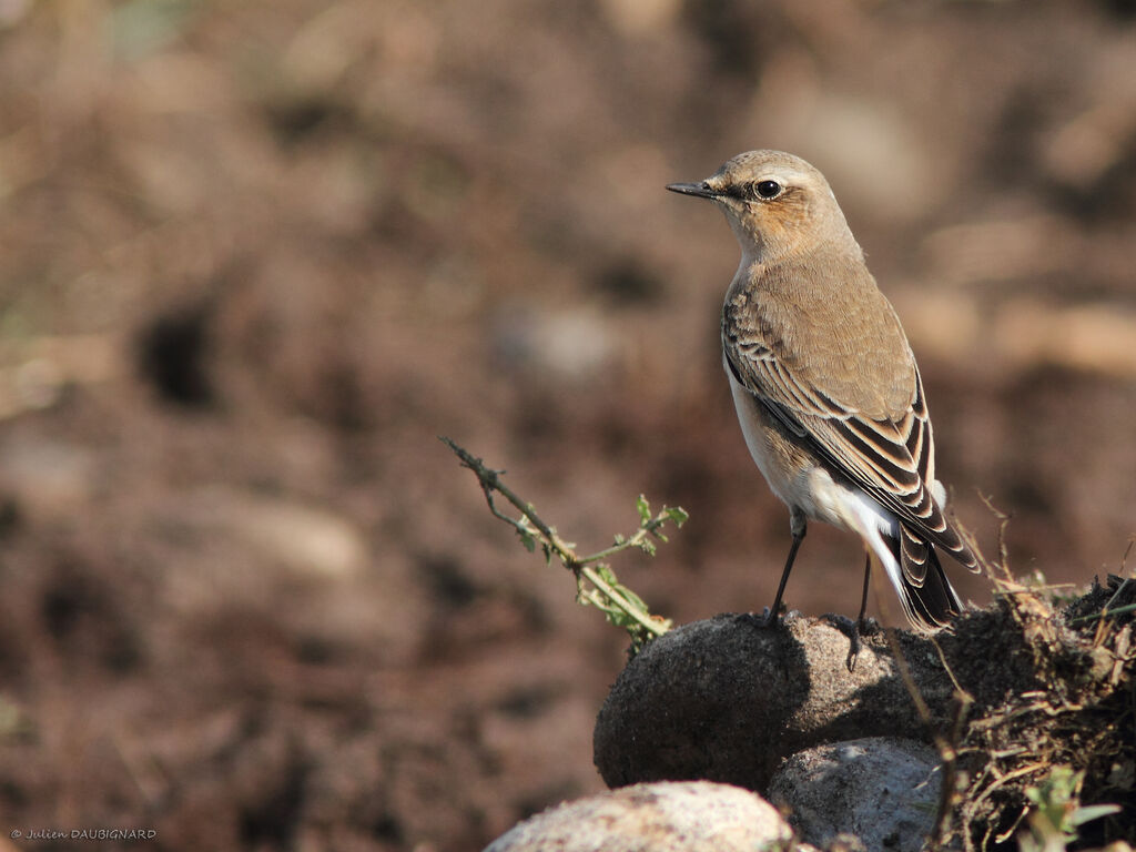 Traquet motteux, identification