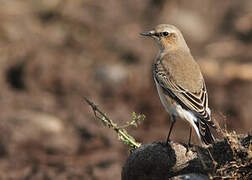 Northern Wheatear