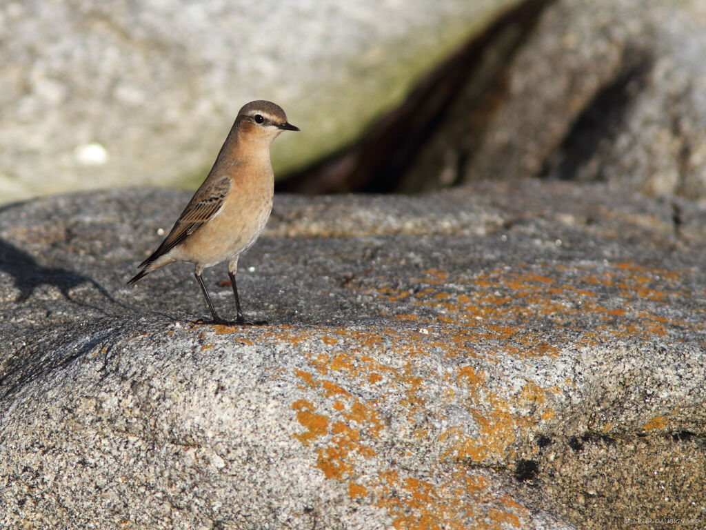 Northern Wheatear, identification