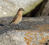 Northern Wheatear