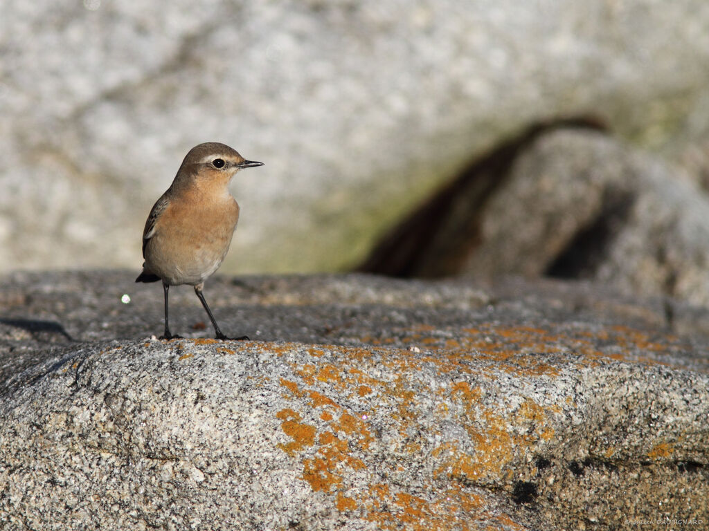 Northern Wheatear, identification