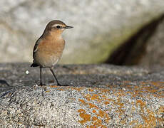 Northern Wheatear