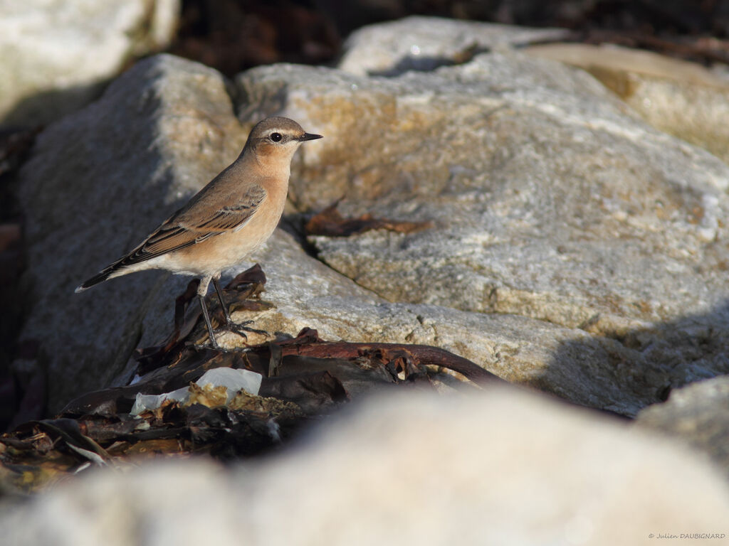 Traquet motteux, identification