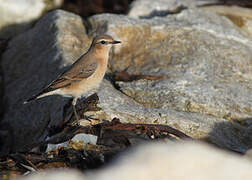 Northern Wheatear