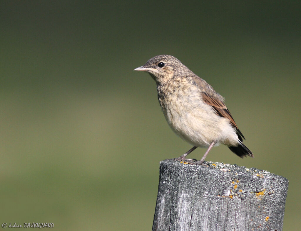 Northern Wheatearjuvenile, identification