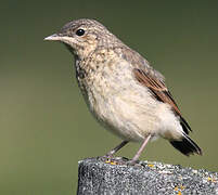 Northern Wheatear