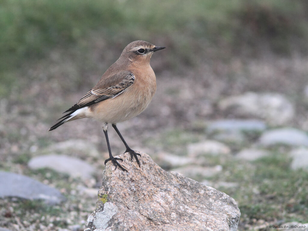 Traquet motteuxadulte, identification