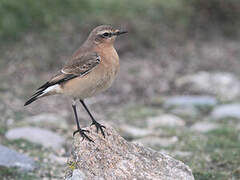 Northern Wheatear