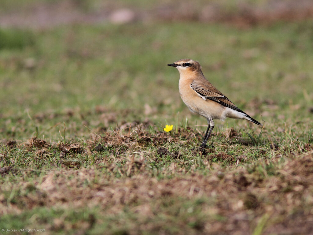 Traquet motteuxadulte, identification