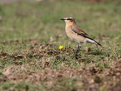 Northern Wheatear