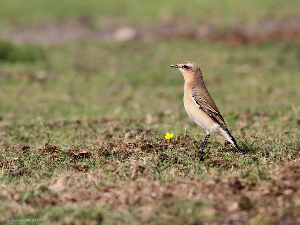 Traquet motteuxadulte, identification