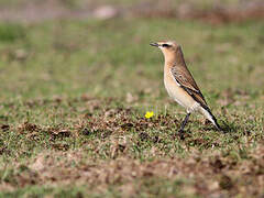 Northern Wheatear