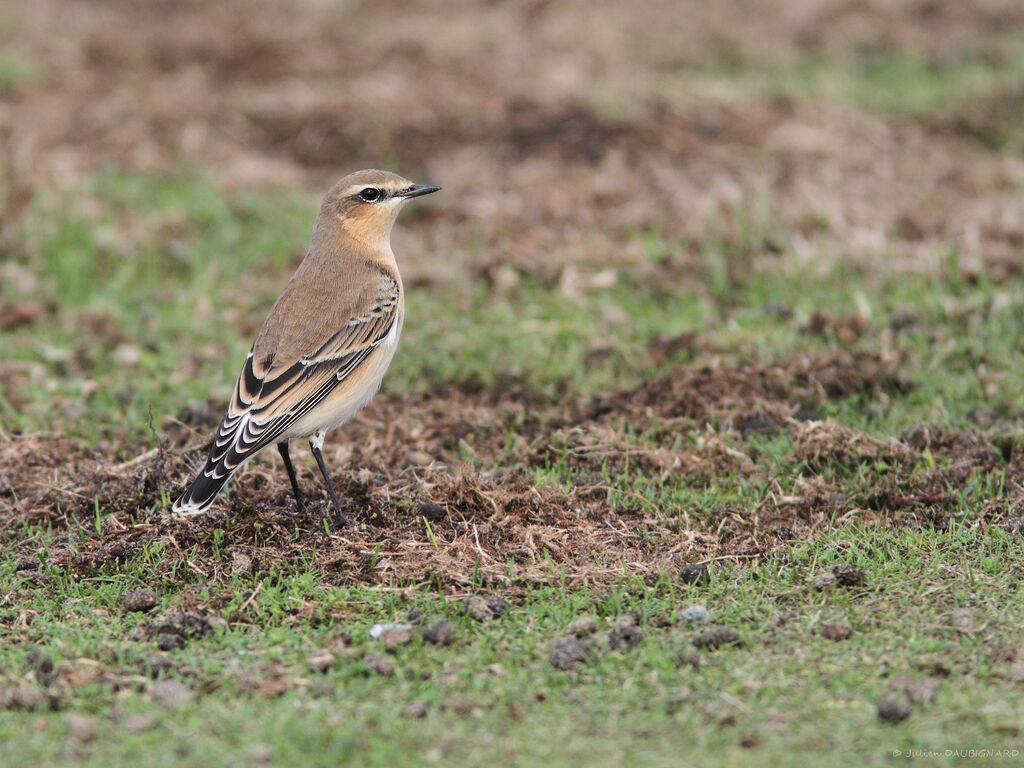 Traquet motteuxadulte, identification