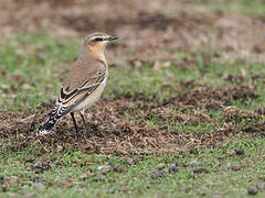 Northern Wheatear